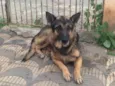 Rex