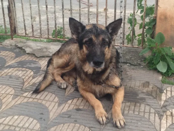 Cachorro raça Pastor Alemão idade 6 ou mais anos nome Rex