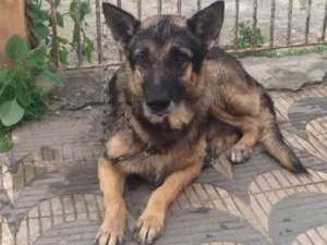 Cachorro raça Pastor Alemão idade 6 ou mais anos nome Rex