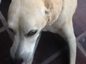 Cachorro raça Vira lata idade 6 ou mais anos nome Maia 