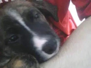 Cachorro raça vira lata idade Abaixo de 2 meses nome Laila