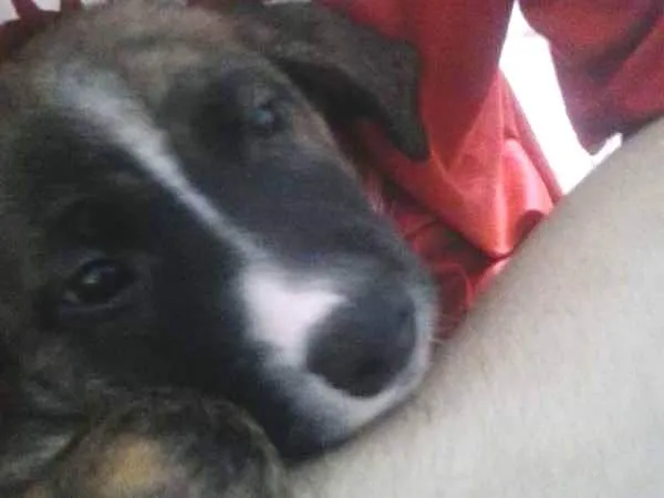 Cachorro ra a vira lata idade Abaixo de 2 meses nome Laila
