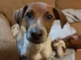 Milo