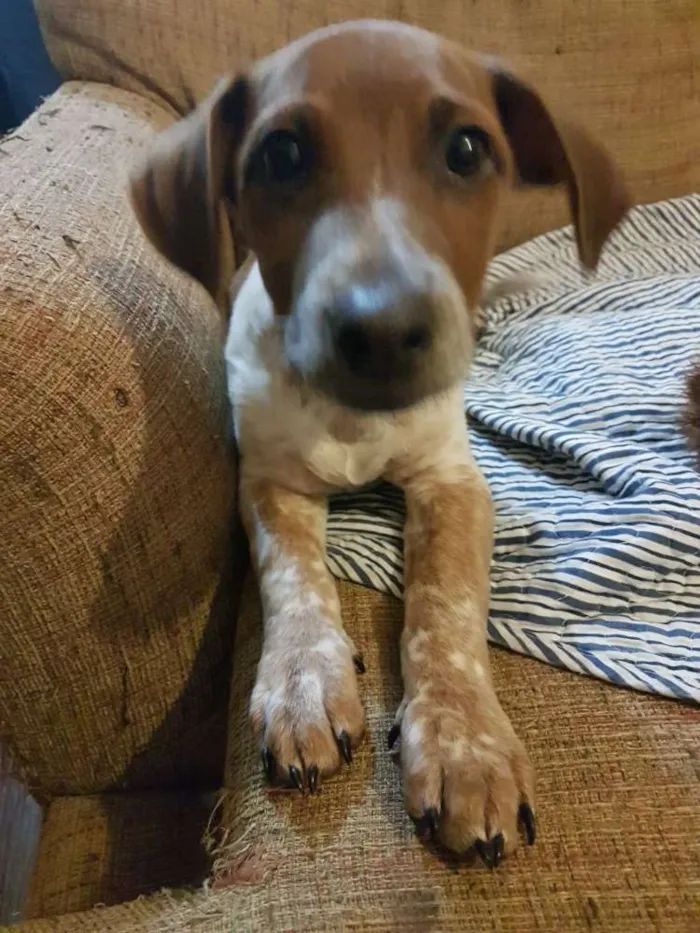 Cachorro ra a Sem raça idade 7 a 11 meses nome Milo