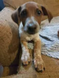 Milo