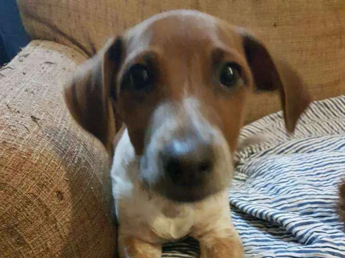 Cachorro ra a Sem raça idade 7 a 11 meses nome Milo