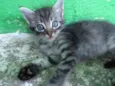 Gatinhos