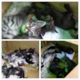 Gatinhos