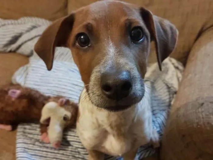 Cachorro ra a Sem raça idade 7 a 11 meses nome Milo