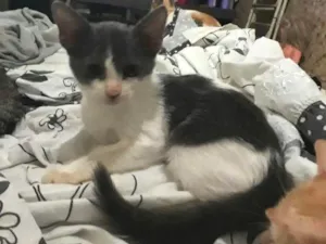 Gato raça Vira lata  idade 2 a 6 meses nome Sansa 