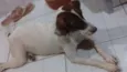 xuxa
