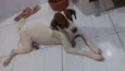 xuxa