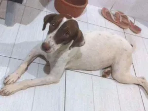 Cachorro raça vira-lata idade 2 a 6 meses nome xuxa