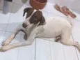 xuxa