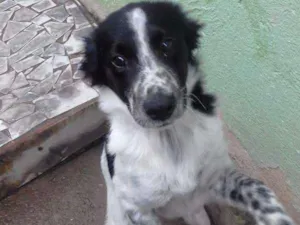 Cachorro raça Cooks com Dalmata  idade 2 a 6 meses nome Barnei