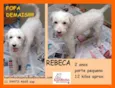 Rebeca