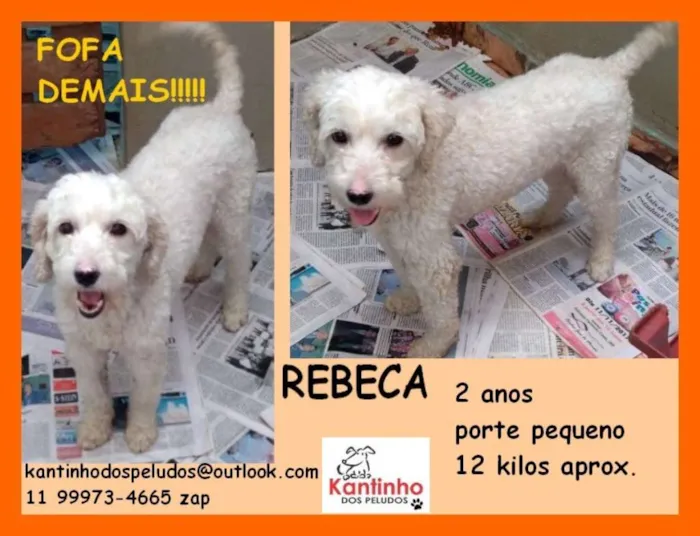 Cachorro ra a  idade 2 anos nome Rebeca