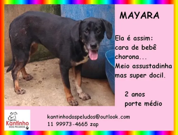 Cachorro ra a  idade 2 anos nome Mayara