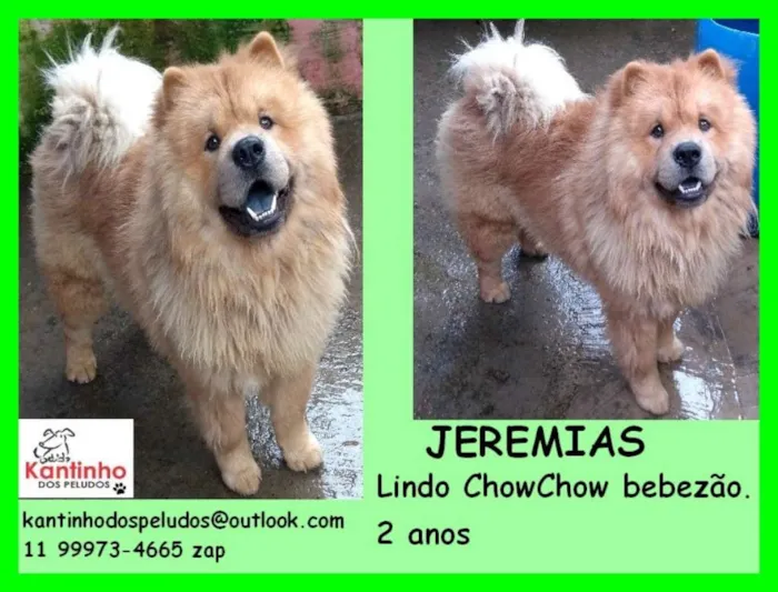 Cachorro ra a  idade 2 anos nome Jeremias