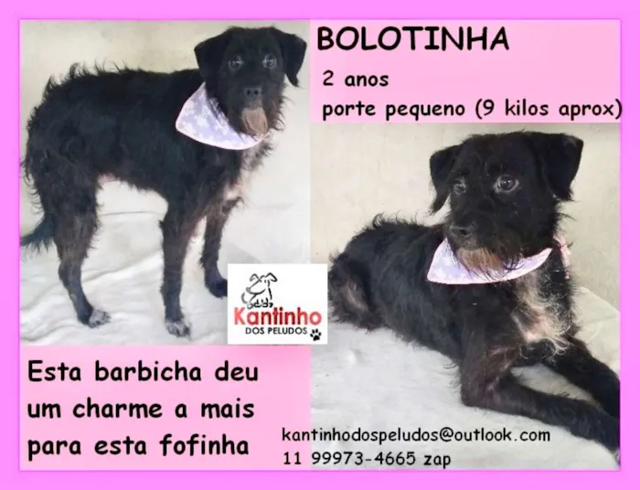 Cachorro ra a  idade 2 anos nome Bolotinha Pequena