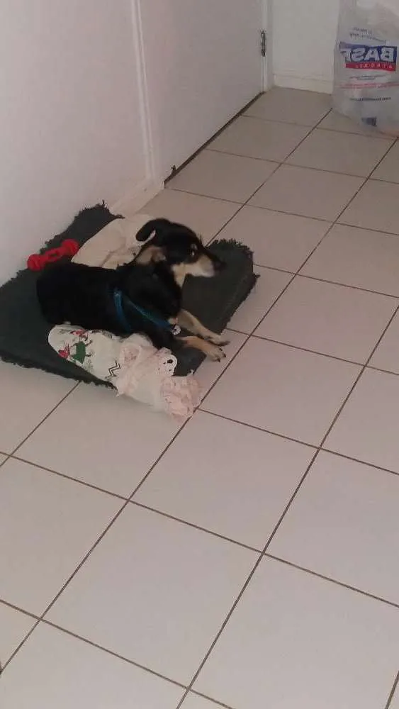 Cachorro raça Basê/Mestiço  idade 5 anos nome Apollo