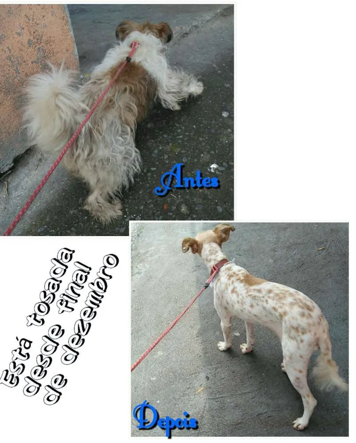 Cachorro ra a Lhasa Apso com Vira latas idade 7 a 11 meses nome Tchuca