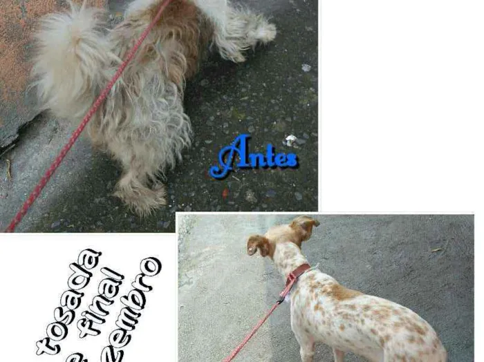 Cachorro ra a Lhasa Apso com Vira latas idade 7 a 11 meses nome Tchuca
