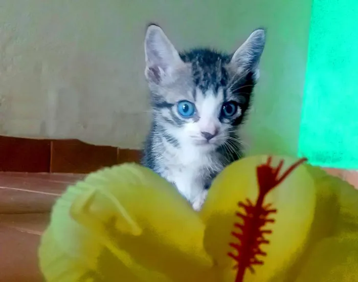 Gato ra a SRD idade Abaixo de 2 meses nome Dobby