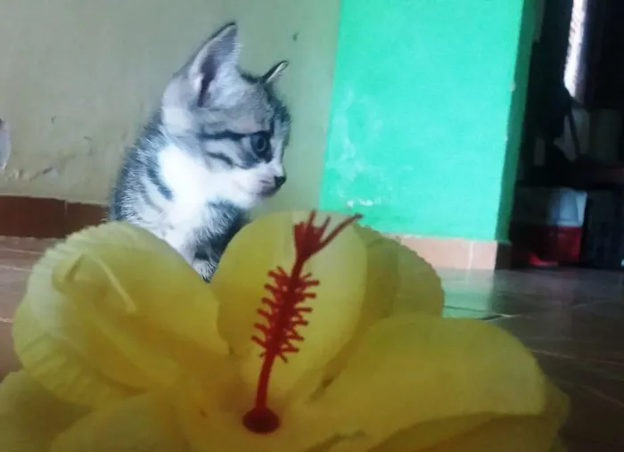 Gato ra a SRD idade Abaixo de 2 meses nome Dobby