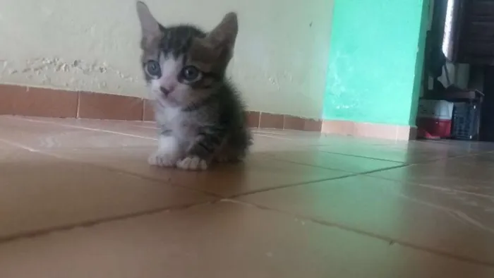 Gato ra a SRD idade Abaixo de 2 meses nome Dobby