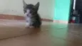 Dobby