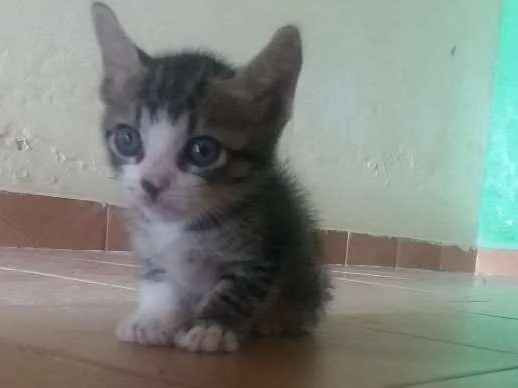 Gato ra a SRD idade Abaixo de 2 meses nome Dobby