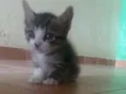 Dobby
