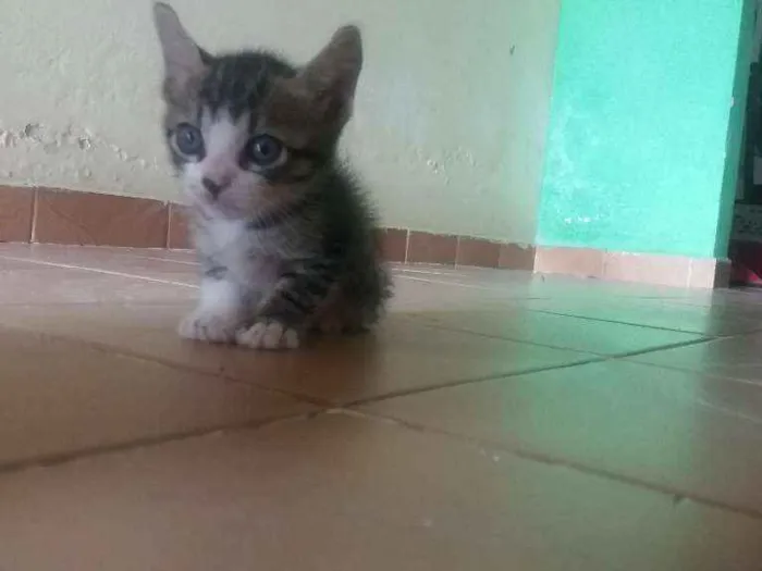 Gato ra a SRD idade Abaixo de 2 meses nome Dobby