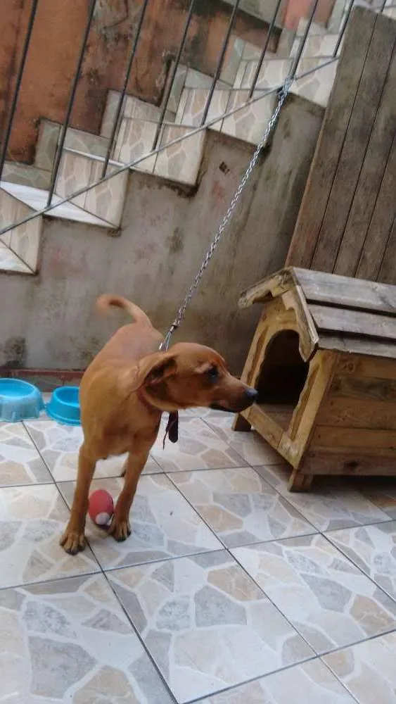 Cachorro ra a Rnd idade 2 a 6 meses nome Buzz