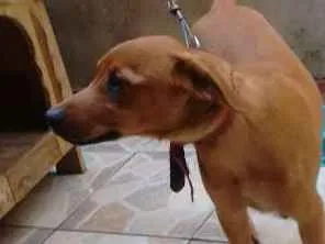 Cachorro ra a Rnd idade 2 a 6 meses nome Buzz