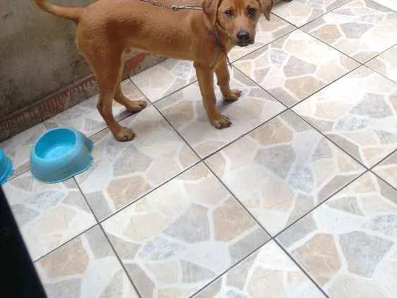 Cachorro ra a Rnd idade 2 a 6 meses nome Buzz