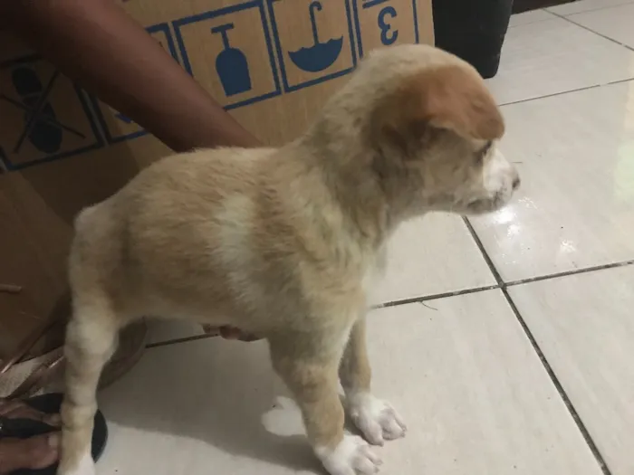 Cachorro raça Não sei idade Abaixo de 2 meses nome Lola