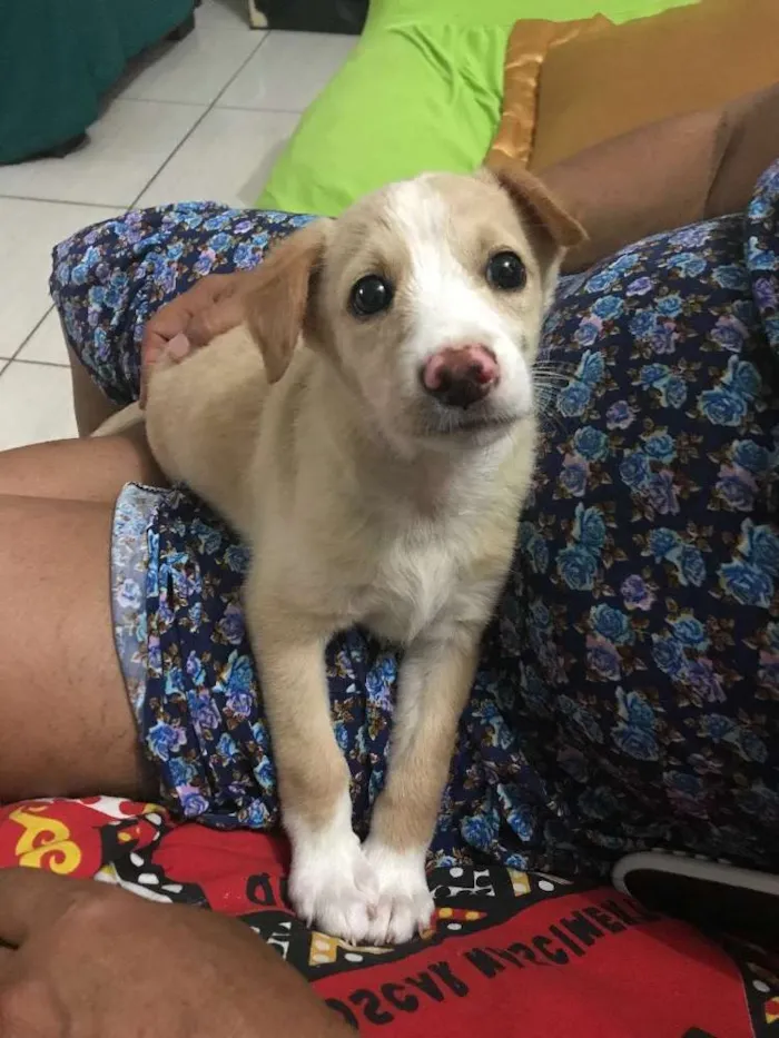 Cachorro raça Não sei idade Abaixo de 2 meses nome Lola