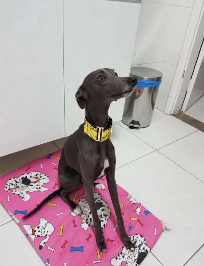 Cachorro ra a Whippet idade 2 anos nome Lola