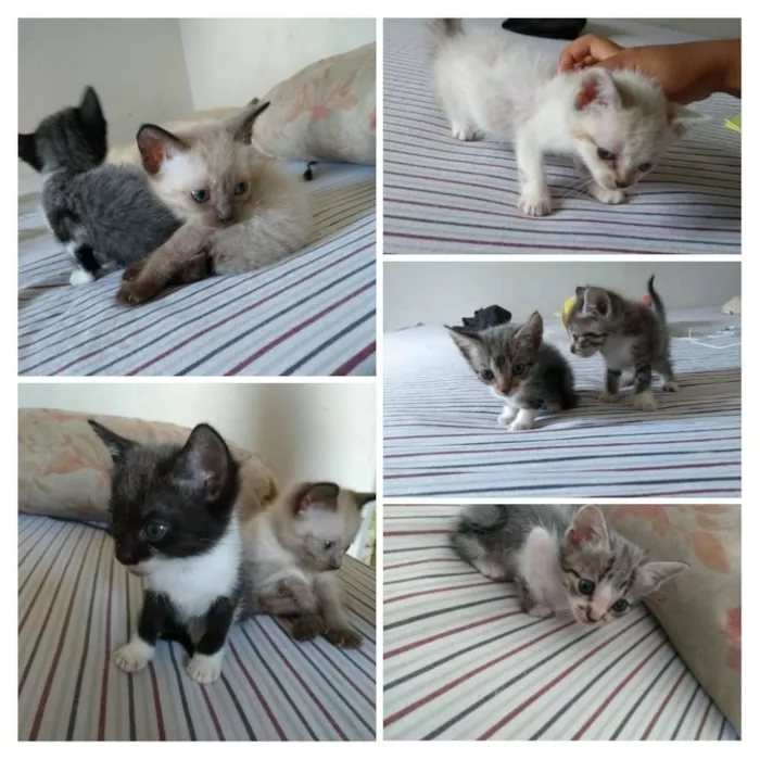 Gato ra a SRD idade Abaixo de 2 meses nome Ainda não possuem 
