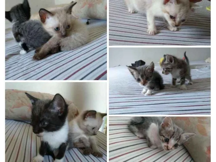 Gato ra a SRD idade Abaixo de 2 meses nome Ainda não possuem 