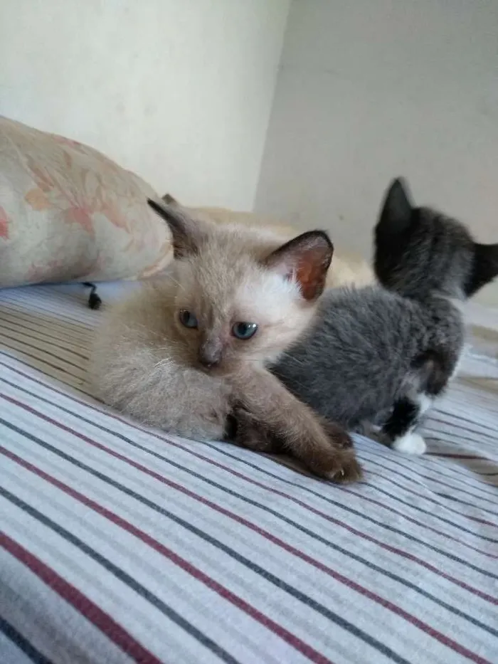 Gato ra a SRD idade Abaixo de 2 meses nome Ainda não possuem 