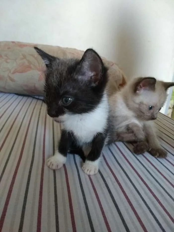 Gato ra a SRD idade Abaixo de 2 meses nome Ainda não possuem 