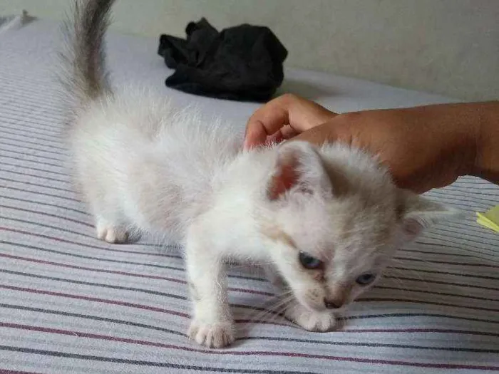 Gato ra a SRD idade Abaixo de 2 meses nome Ainda não possuem 