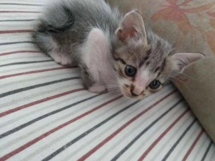 Gato ra a SRD idade Abaixo de 2 meses nome Ainda não possuem 