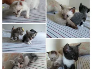 Gato raça SRD idade Abaixo de 2 meses nome Ainda não possuem 