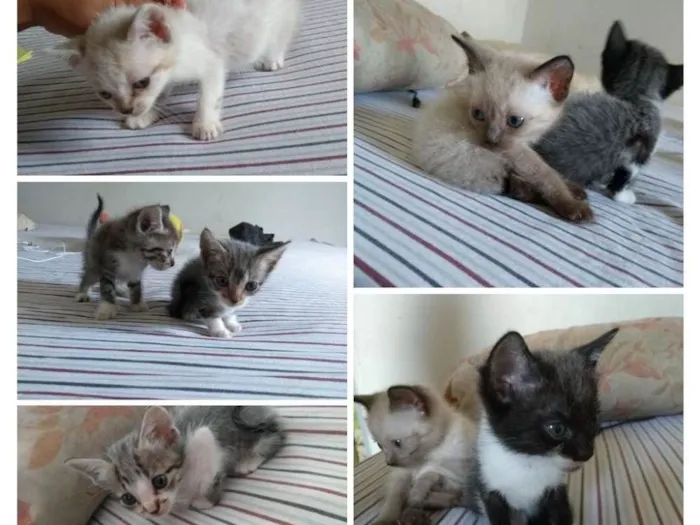 Gato ra a SRD idade Abaixo de 2 meses nome Ainda não possuem 
