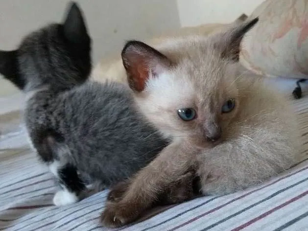 Gato ra a SRD idade Abaixo de 2 meses nome Ainda não possuem 