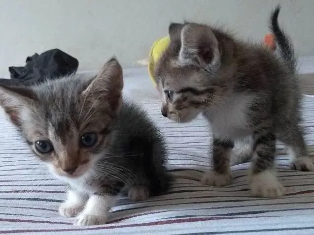 Gato ra a SRD idade Abaixo de 2 meses nome Ainda não possuem 